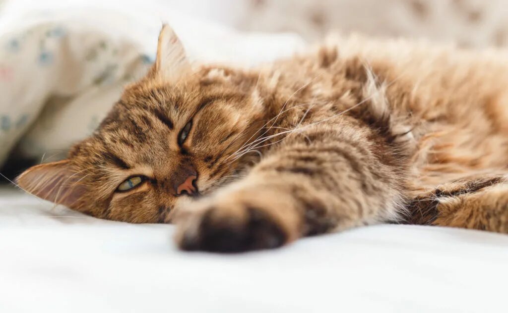 Года кот болеть. Котик на кайфе лежит. Котик заболел. Панлейкопения (кошачья чума). Года кот болеть.