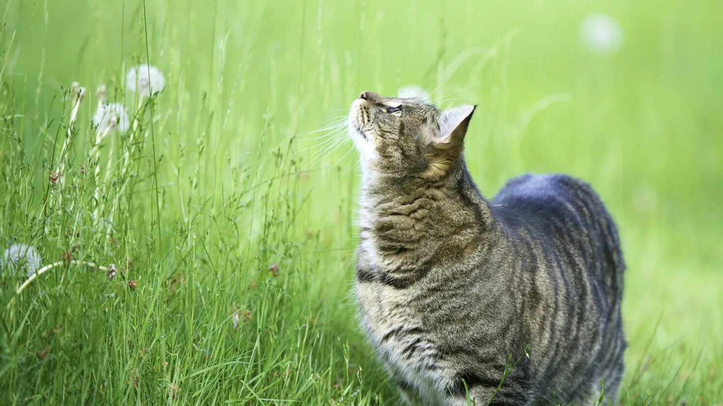 Котики на природе. Трава для кошек. Полосатая кошка. Кот в траве. Grass animals