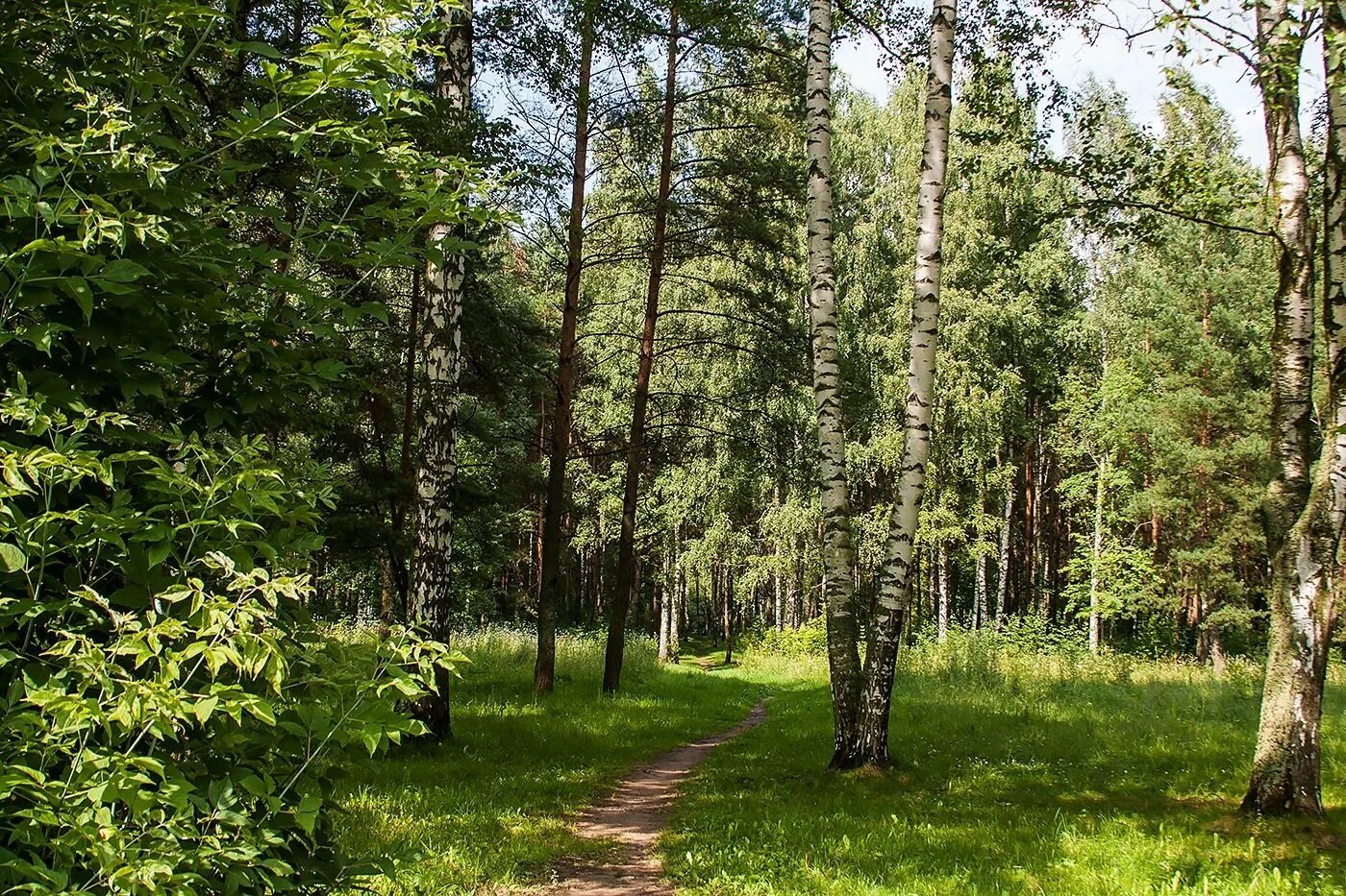 саракташ березовая роща. тайга и широколиственные леса. летний лес. лес. каким бывает лес летом.