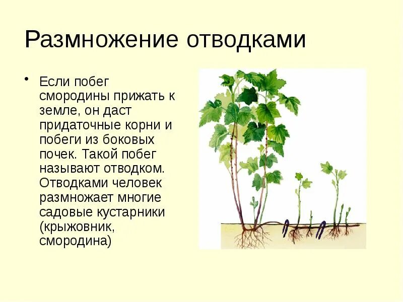 Придаточные корни на листе. Вегетативное размножение смородины. Вегетативное размножение крыжовника отводками. Вегетативное размножение отводки смородина. Способ размножения растений отводками.