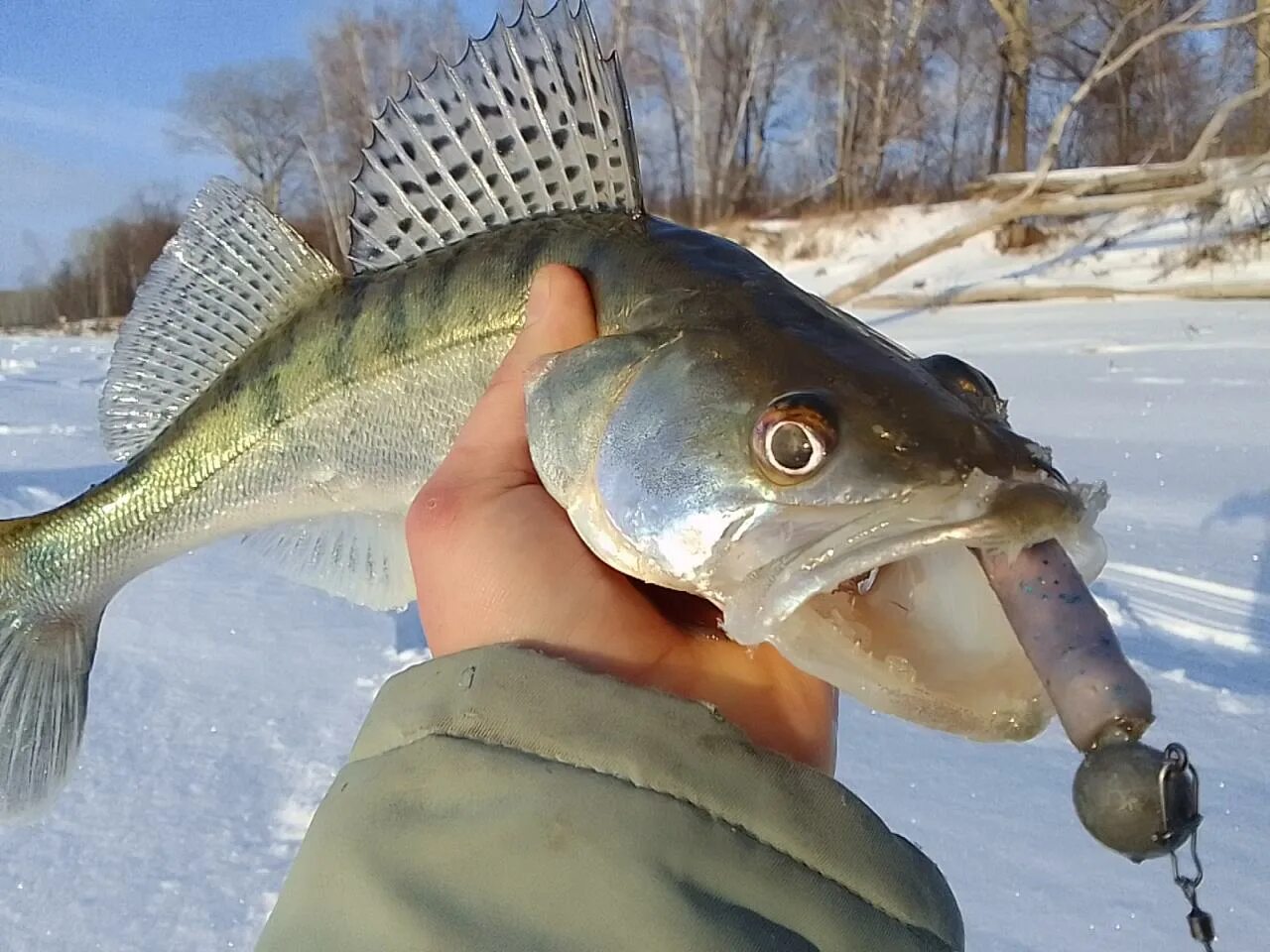 Рыбалка в барнауле. Алтайская щука. Рыбалка в барнауле в контакте. Отчеты о рыбалке барнаул. Отчеты о рыбалке барнаул.