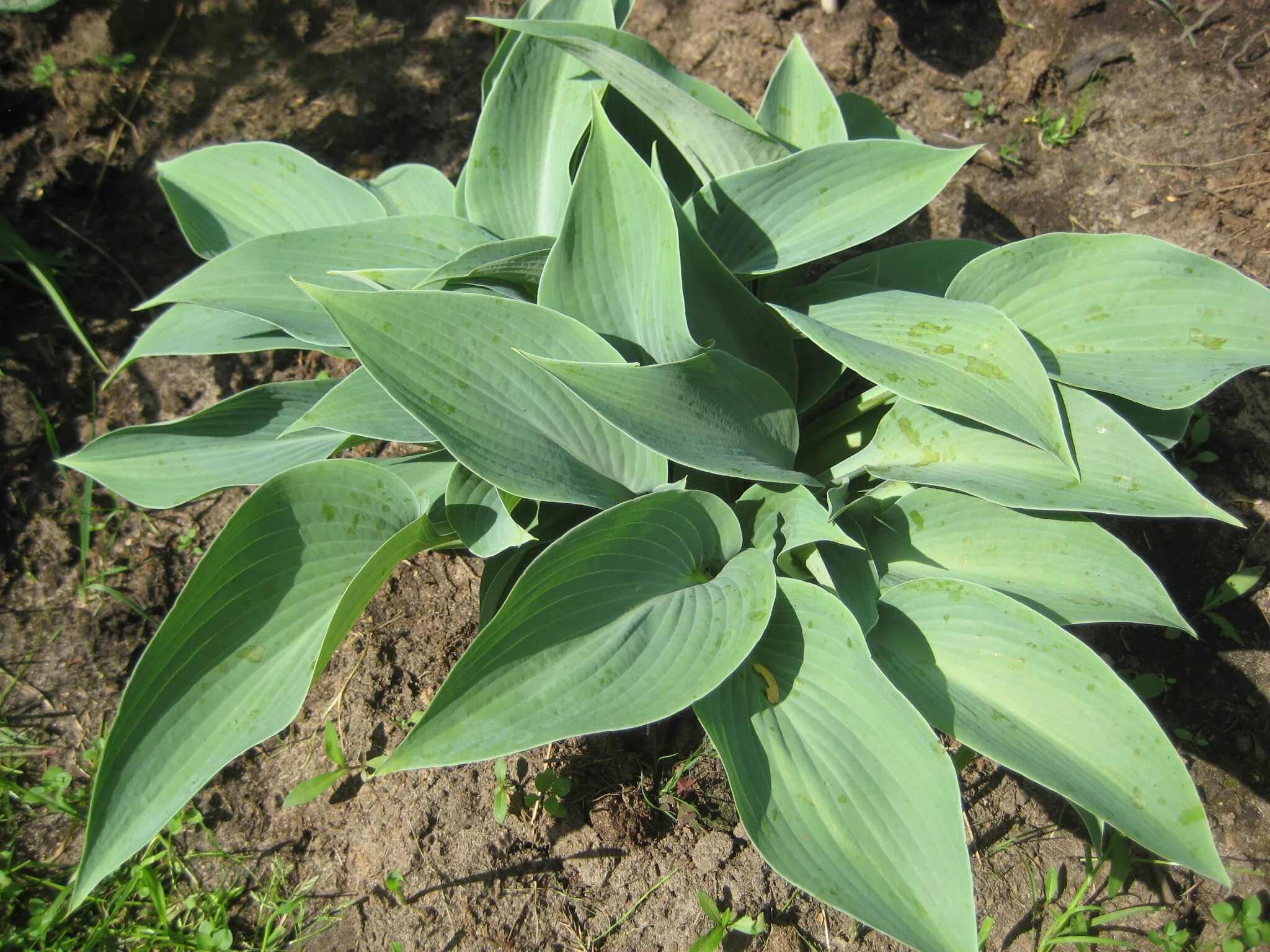 хоста canadian blue "канадиан блю". хоста гибридная канадиан блю. хоста гибридная канадиан блу (с2). хоста гибридная канадиан блю. хоста гибридная канадиан блю.