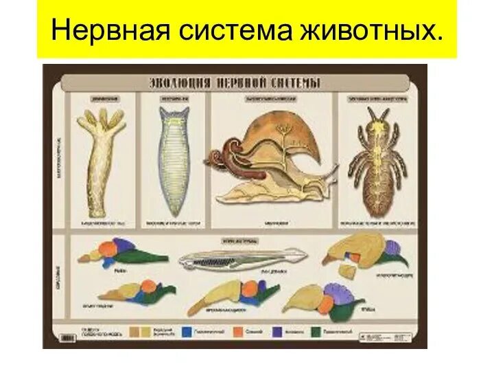 Какие типы нервной системы животных вы знаете. Эволюция нервной системы беспозвоночных. схема типы нервной системы животных. эволюция нервной системы у животных. эволюция нервнойсистем.