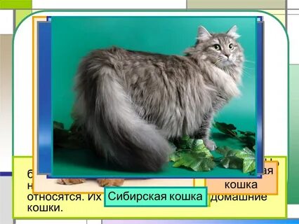 В какой группе ходильных животных относится кошка