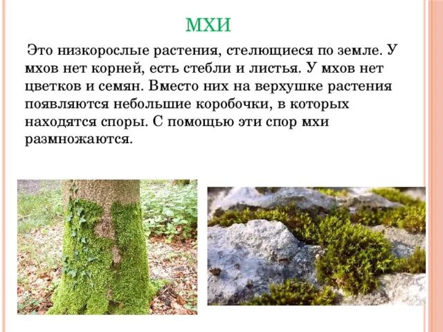 У мхов есть цветки. Моховидные ризоиды. Мхи презентация. У моховидных есть семена. У мхов есть цветки.