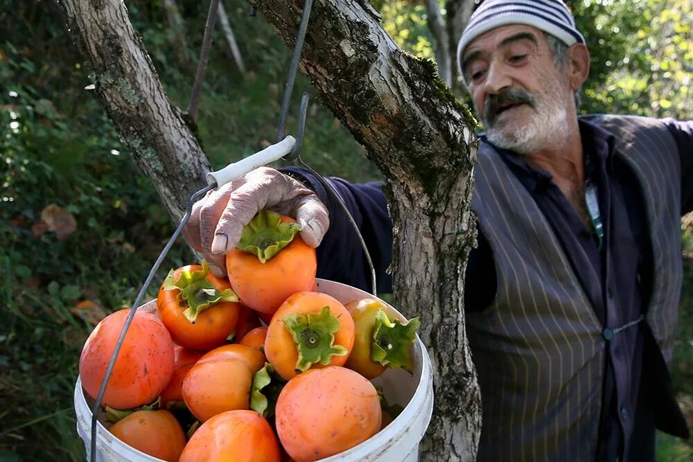 Отзывы хурма фото садоводов. Хурма в Дагестане. Черная хурма в Дагестане. Хурма Азербайджан. Сбор хурмы.