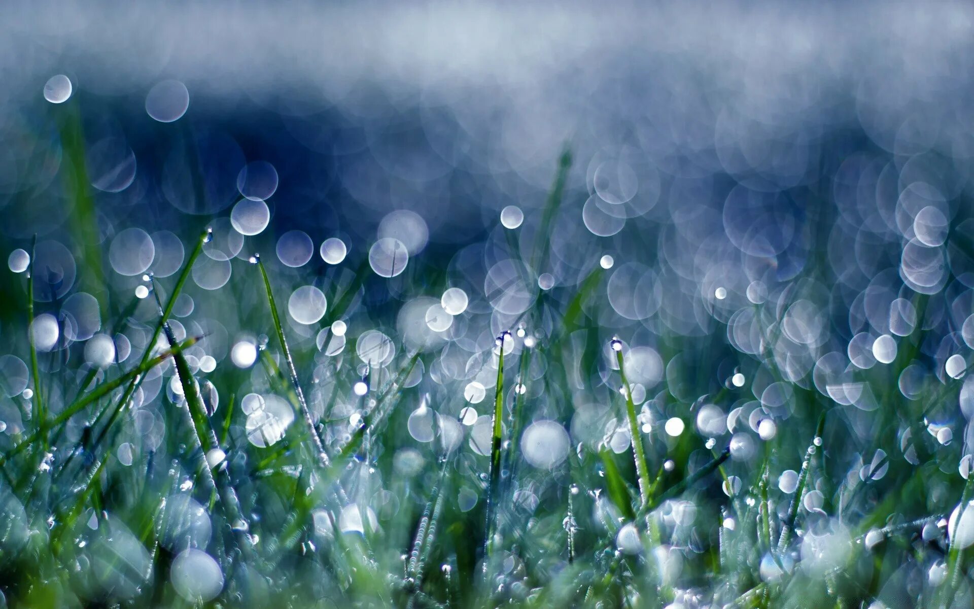 На лету роса. Капли дождя. Роса на траве. Природа дождь. Дождь фон.