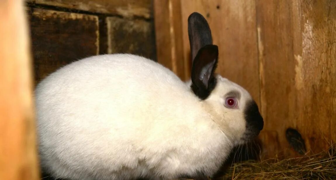 Можно ли кроликам редиску. Кормовой кролик. Кролик с картофелем. Очистки от картофеля для кроликов.