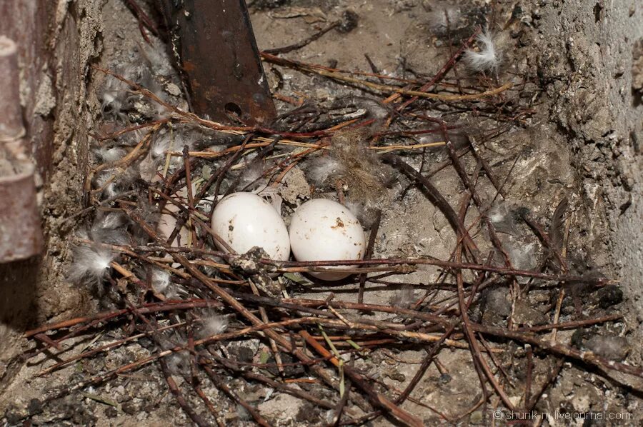 голубиное гнездо. гнездо голубя. голуби вьют гнезда. голубь свил гнездо на балконе. голубиное гнездо.