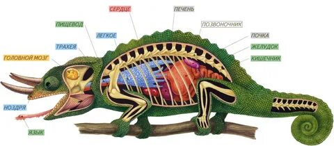 Легкие хамелеона