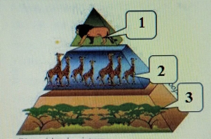 Согласно правилу пирамиды чисел. Пирамида чисел мистера Мотады. Пирамида чисел от даты рождения. Пирамида цифр java. Пирамидальные числа картинки.