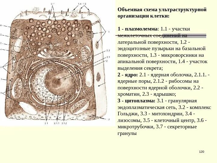 Каким номером на схеме обозначен секреторный пузырек. Б клетки. Каким номером на схеме обозначен секреторный пузырек. Что изображено на рисунке что обозначено номерами 1-7. Транспортные везикулы.