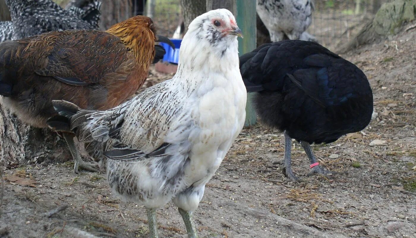 Куры породы Амераукана. Петух Араукана. Цыплята породы Амераукана. Куры Араукана и Амераукана.