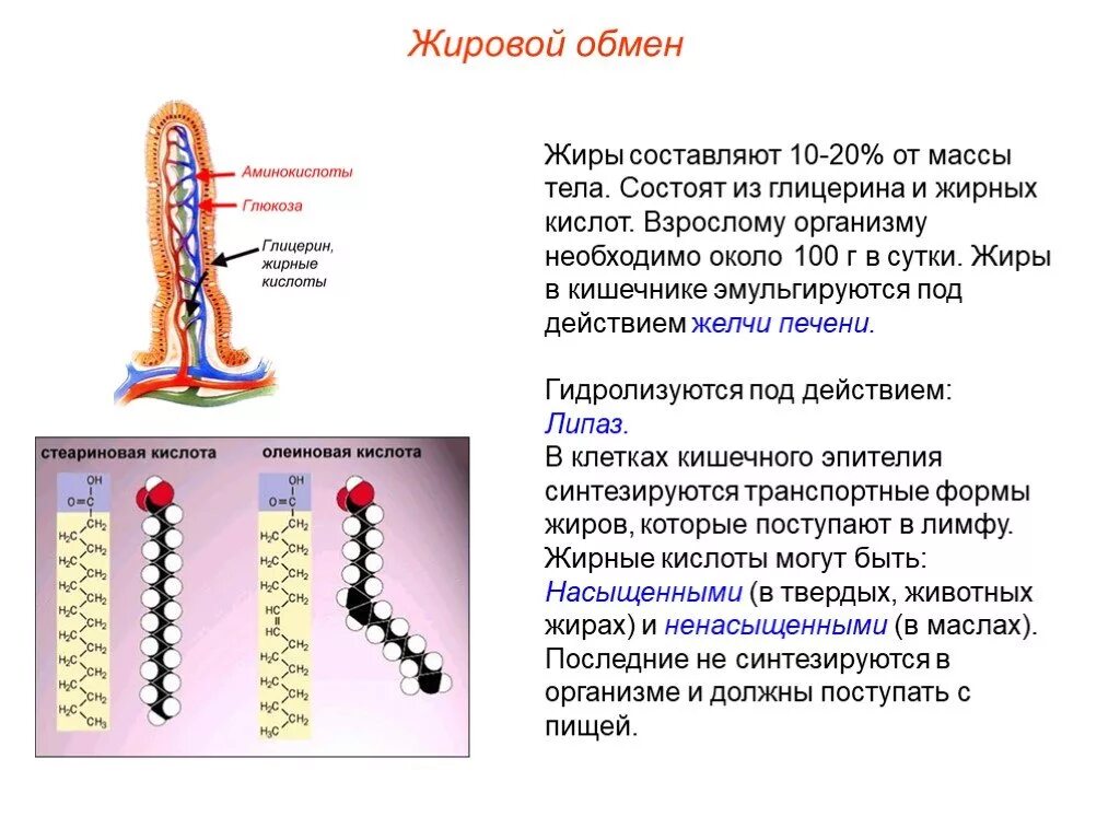 Последовательность процесса обмена жиров в организме человека. Обмен веществ жиры. Схема жирового обмена в организме человека. Метаболизм жиров в организме. Обменные процессы жиров в организме.