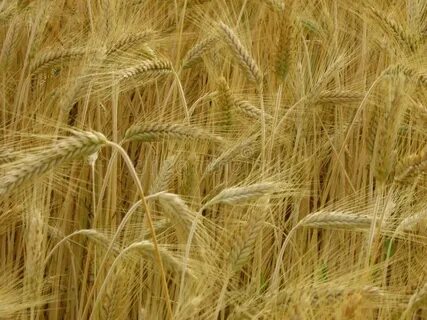 Бурая зацветающая рожь тихо шелестела колосьями
