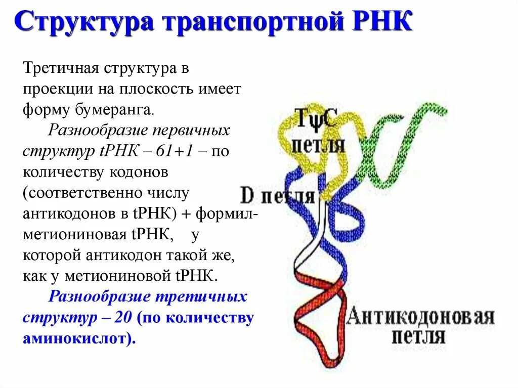 Рнк имеет форму