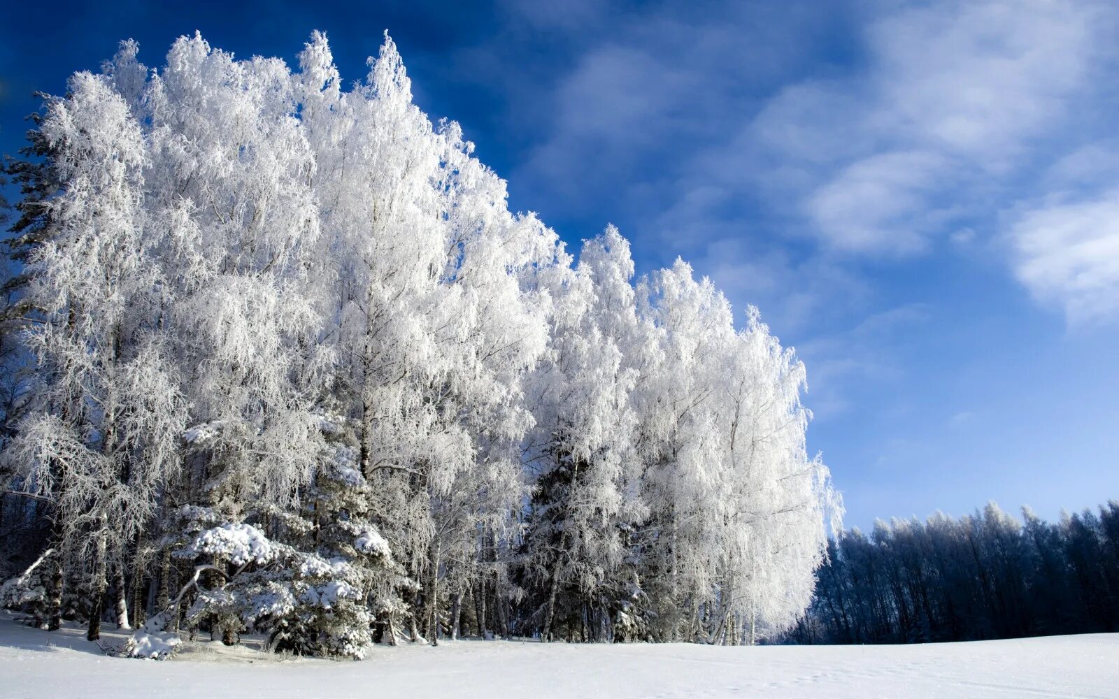 Зима. Зимний лес. Деревья в снегу. Зимняя природа.