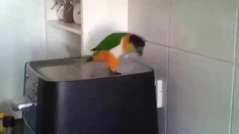Видео попугай танцует под