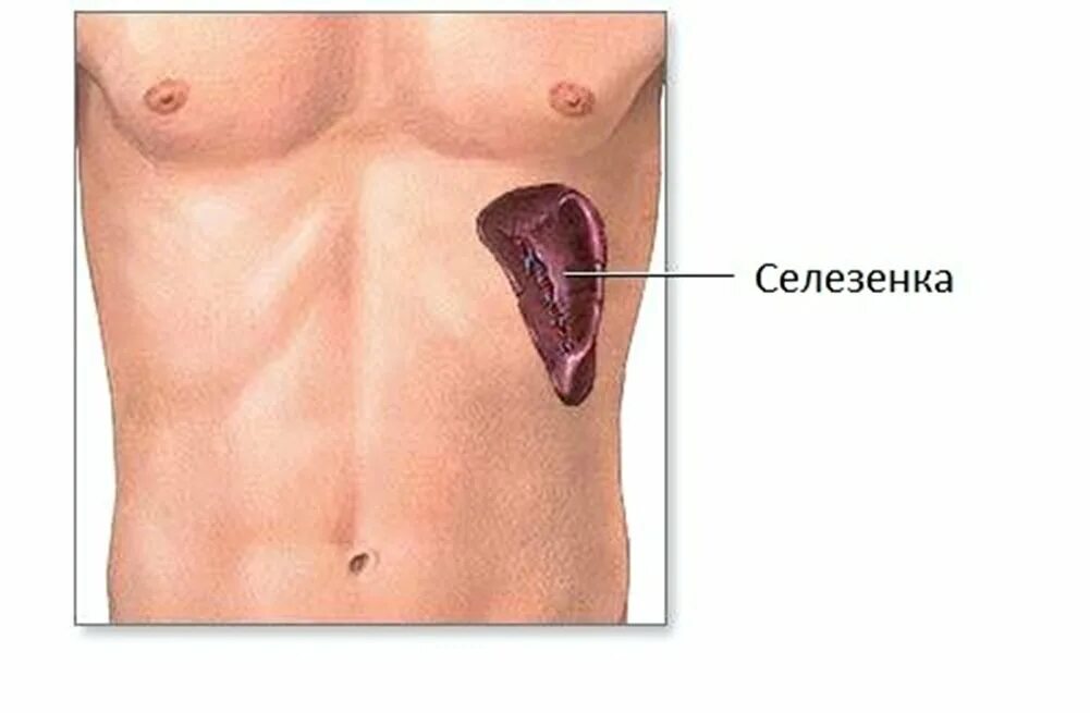 Селезенка расположение в организме. Расположение селезенки у человека. Где находится селезенка у человека фото. Расположение селезенки у человека фото. Как болит селезенка в левом боку