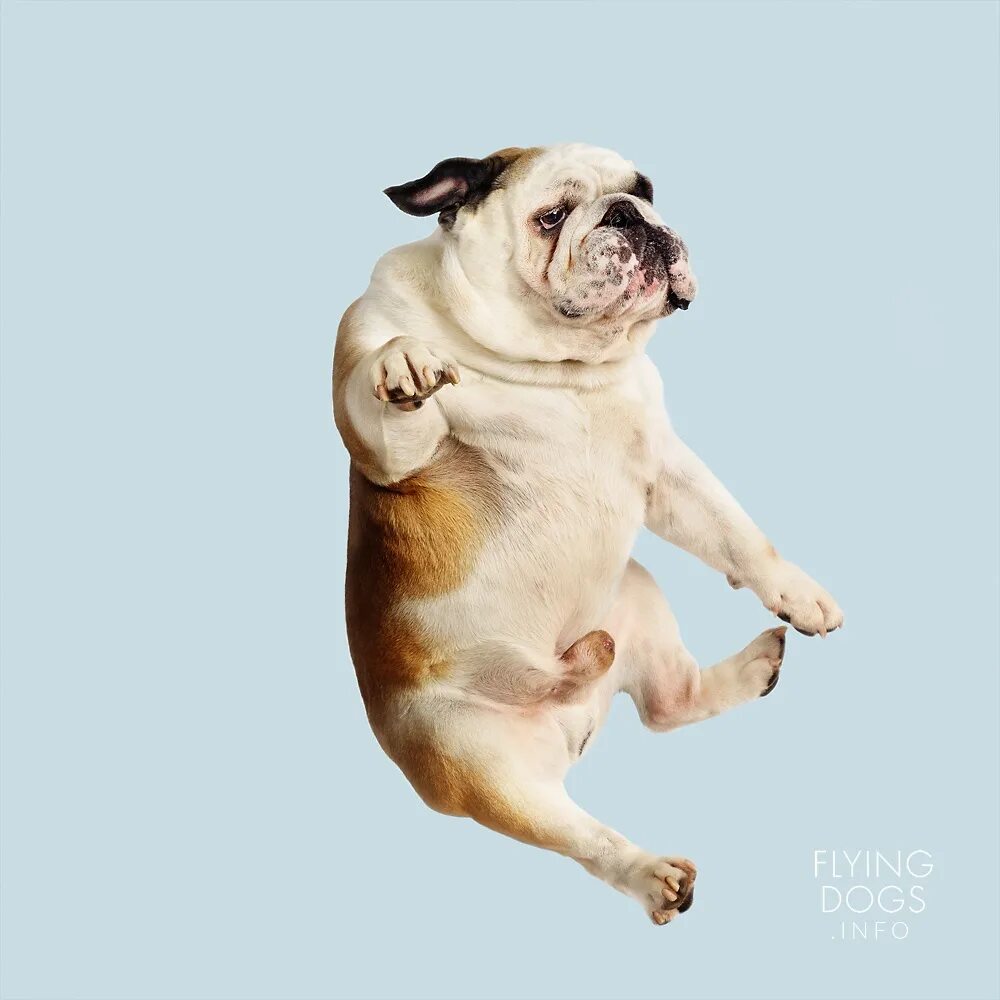 My dog can fly. Собака летит. Летающая собака. Счастливая собака в прыжке. Летающий щенок.