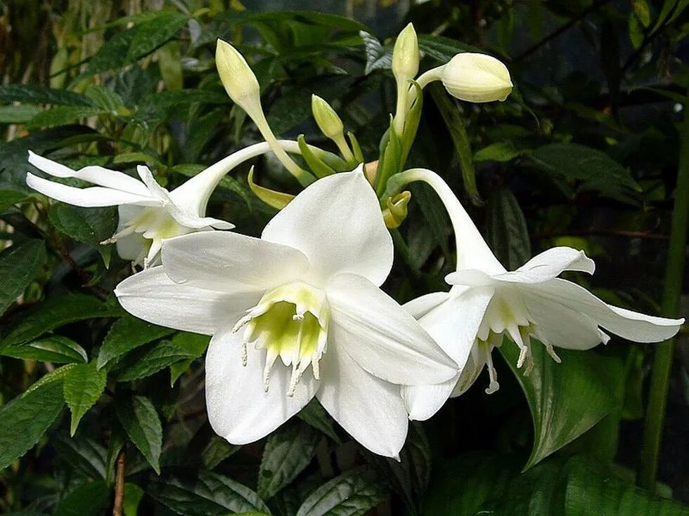Комнатный цветок с белыми цветами название. Эухарис грандифлора. Лилия эухарис. Эухарис амазонский. Эухарис Амазонская Лилия.