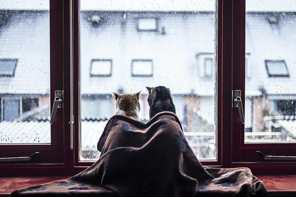 Коты на подоконнике. Девушка на подоконнике в пледе. Кошка на окне. Окно зима. Теплого вечера на улице