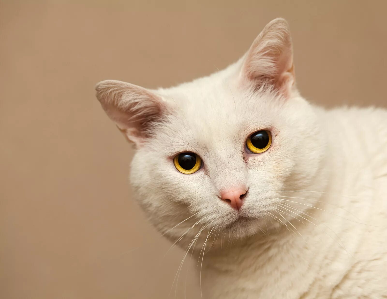Wait cats