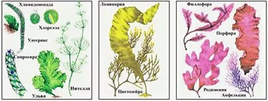 Экологические группы водорослей. Систематические группы водорослей