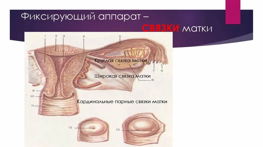 Фиксирующий связочный аппарат матки. Связки матки. Круговая связка матки. Кардинальные связки матки.