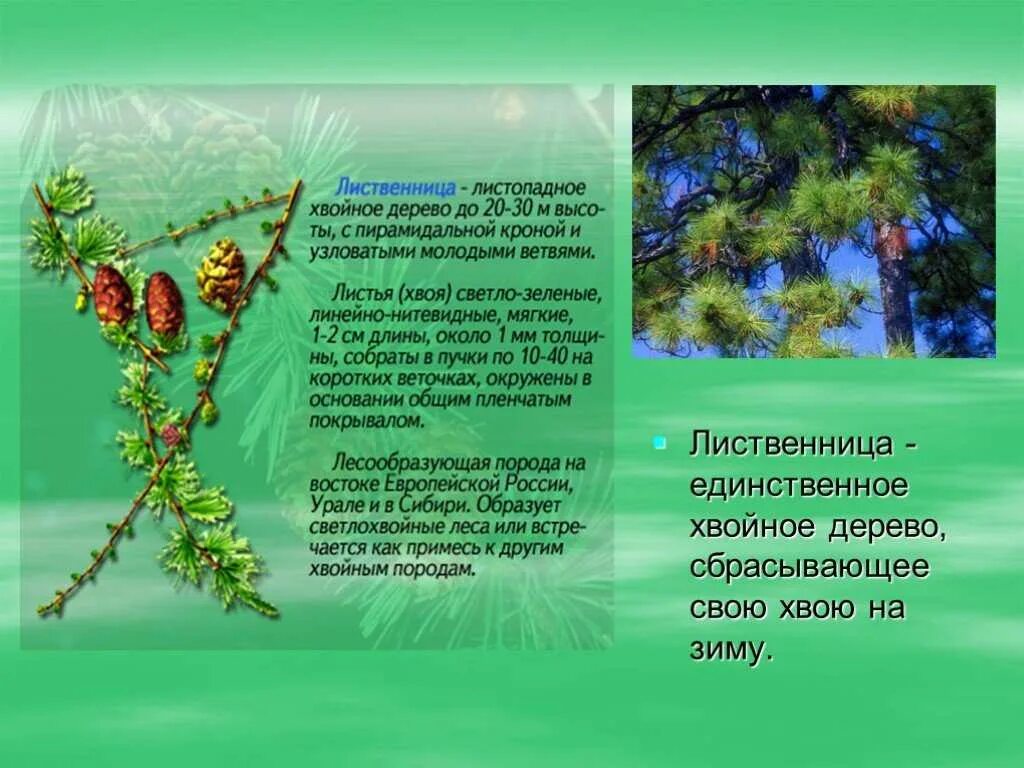Сообщение о лиственнице. Рассказ о лиственнице. лиственница презентация. слайд лиственница. лиственница проект.