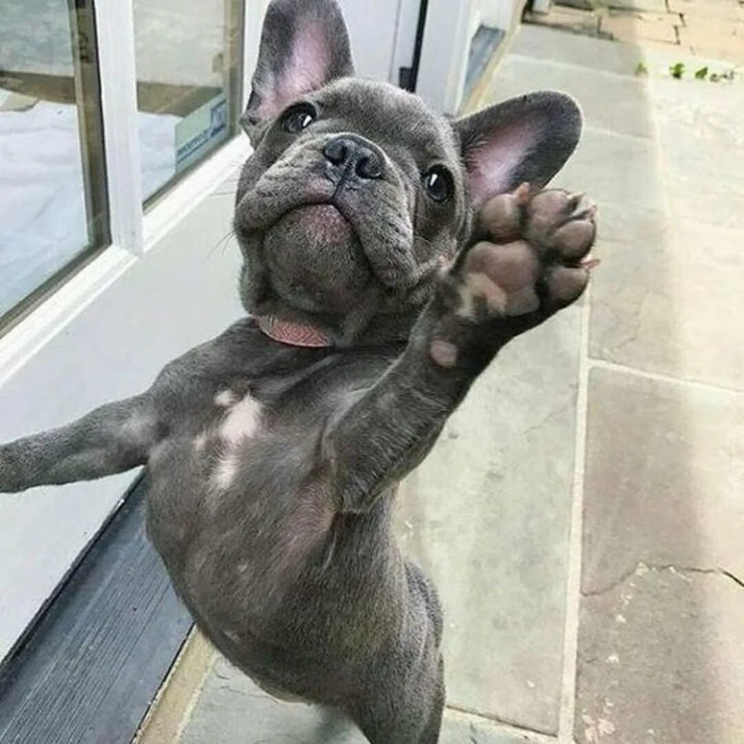 Смешные бульдоги фото. Лапа французского бульдога. смешные французские бульдоги. смешные бульдожки французские. французский бульдог приколы.