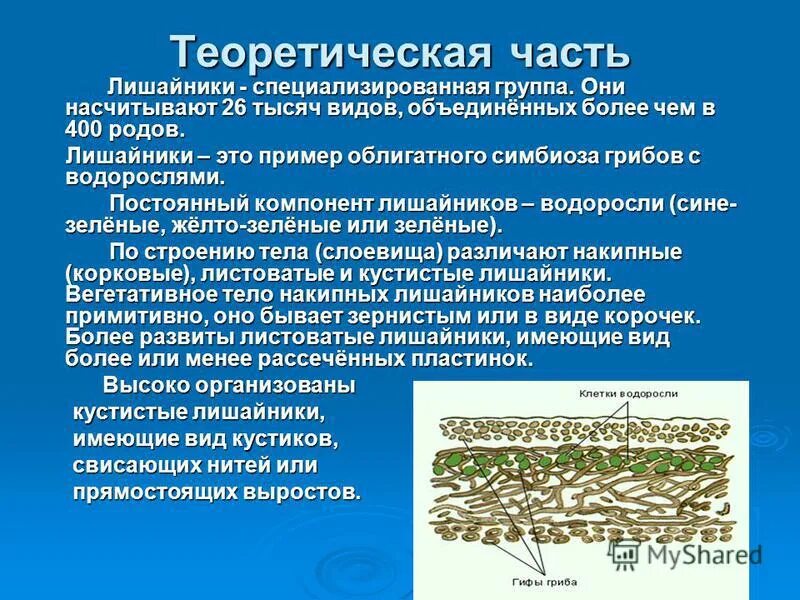клетки водоросли в теле лишайника. лишайник это симбиоз. лишайник состоит из. характеристика лишайнико. симбиоз гриба и водоросли в лишайнике.