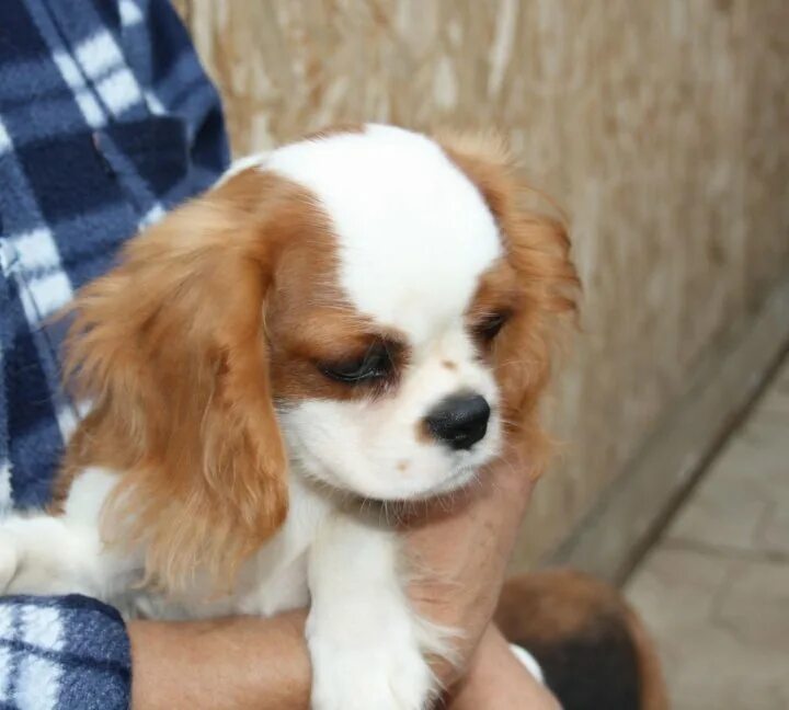 Мальчик кавалер. Бленхейм мальчики кавалеры. Кинг чарльз спаниель фото мальчик почему розовый хвост. Кинг чарльз спаниель щенки. 76.