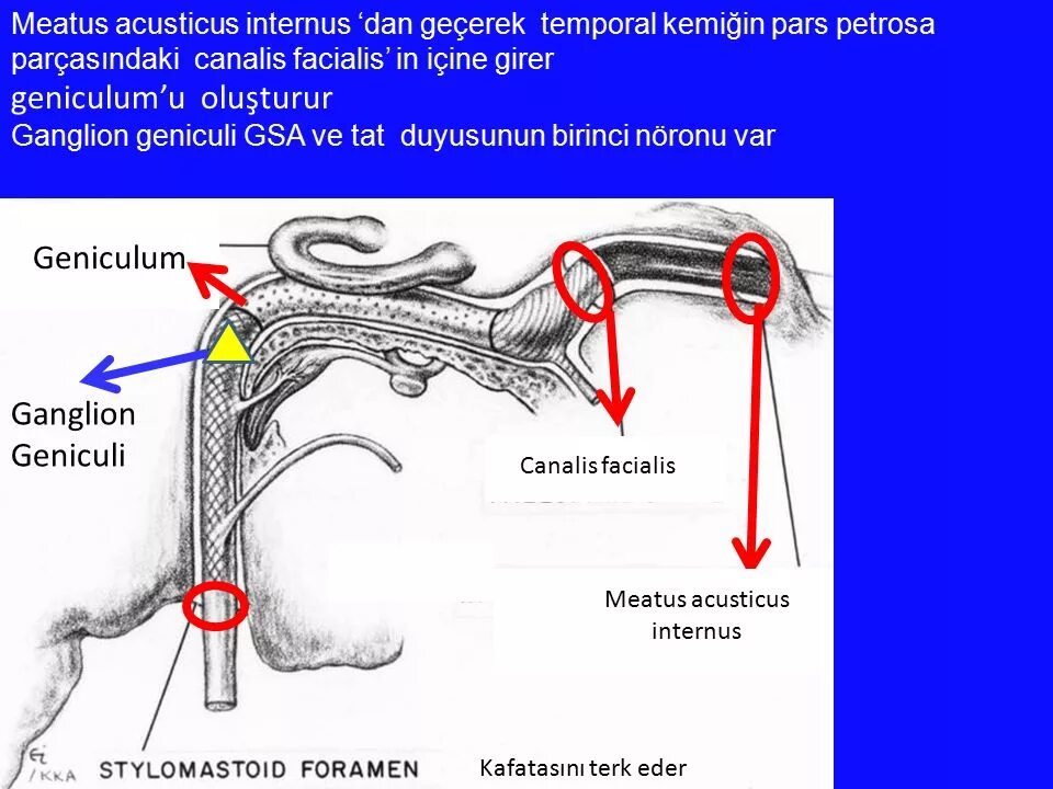 Порус акустикус интернус. Meatus acusticus. Meatus acusticus internus. Внутреннее слуховое отверстие porus acusticus internus. Cavitas tympani.