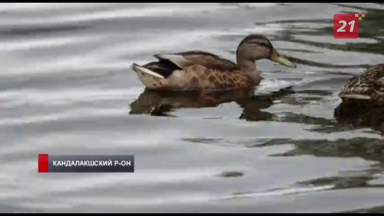 Выпустили утят в полянах. Мемы с уткой. Picture duck rabbit fish bird. Семейка утка. Мне нужно было попасть на утиное.