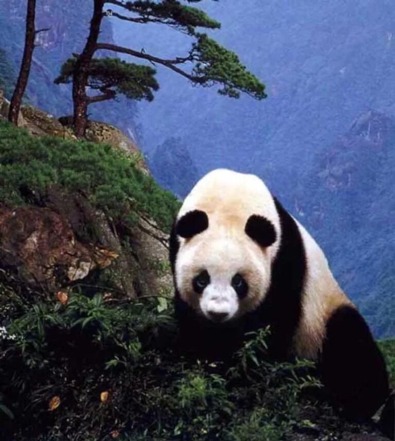 Большая панда живет. Большая Панда (Ailuropoda melanoleuca).. Большая Панда в Китае. Панда бамбуковый медведь. Большая Панда в Евразии.
