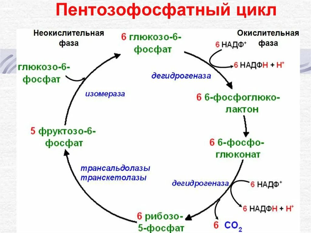 Какова роль триозофосфатов во взаимосвязи метаболизма триглицеридов