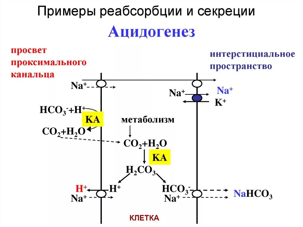 Аммониогенез. Механизм почечного ацидогенеза. ацидогенез это биохимия. ацидогенез и аммониогенез. ацидогенез в почках.