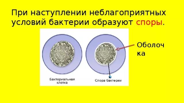 Что происходит с бактериями