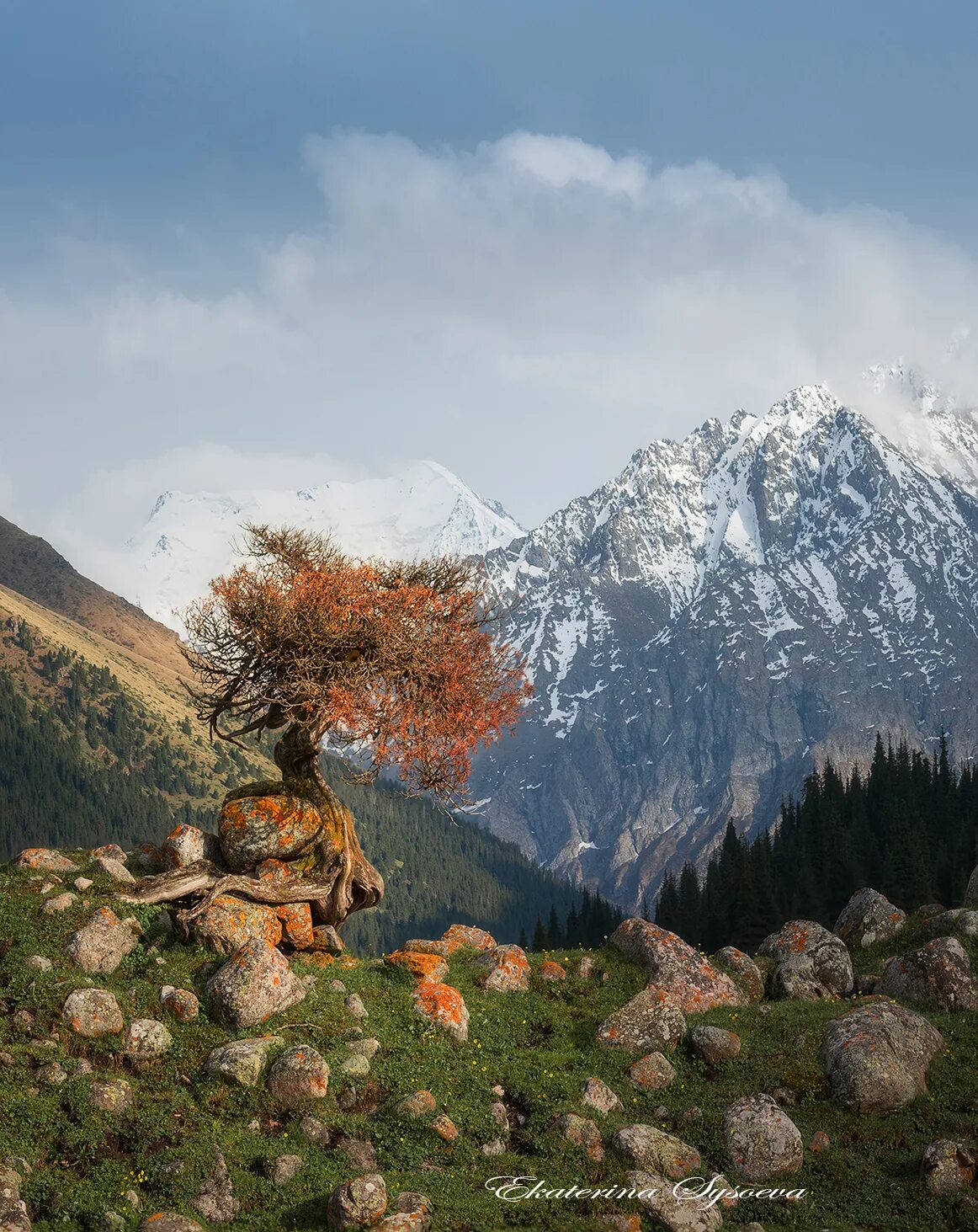 Киргизия в мае. Ущелье Алтын Арашан. Ущелье Алтын Арашан Киргизия. Киргизия горы Долина Арашан. Алтын Арашан Ласточкино гнездо.