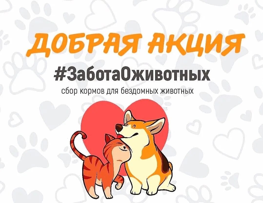 Акция по сбору корма для животных. Благотворительная акция для животных. сбор на корм для бездомных животных. благотворительная акция помощь животным. благотворительная акция по сбору корма для бездомных животных.