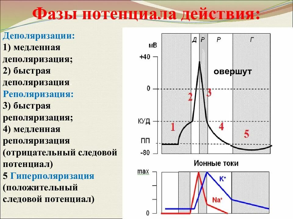 Фазы соответствующие