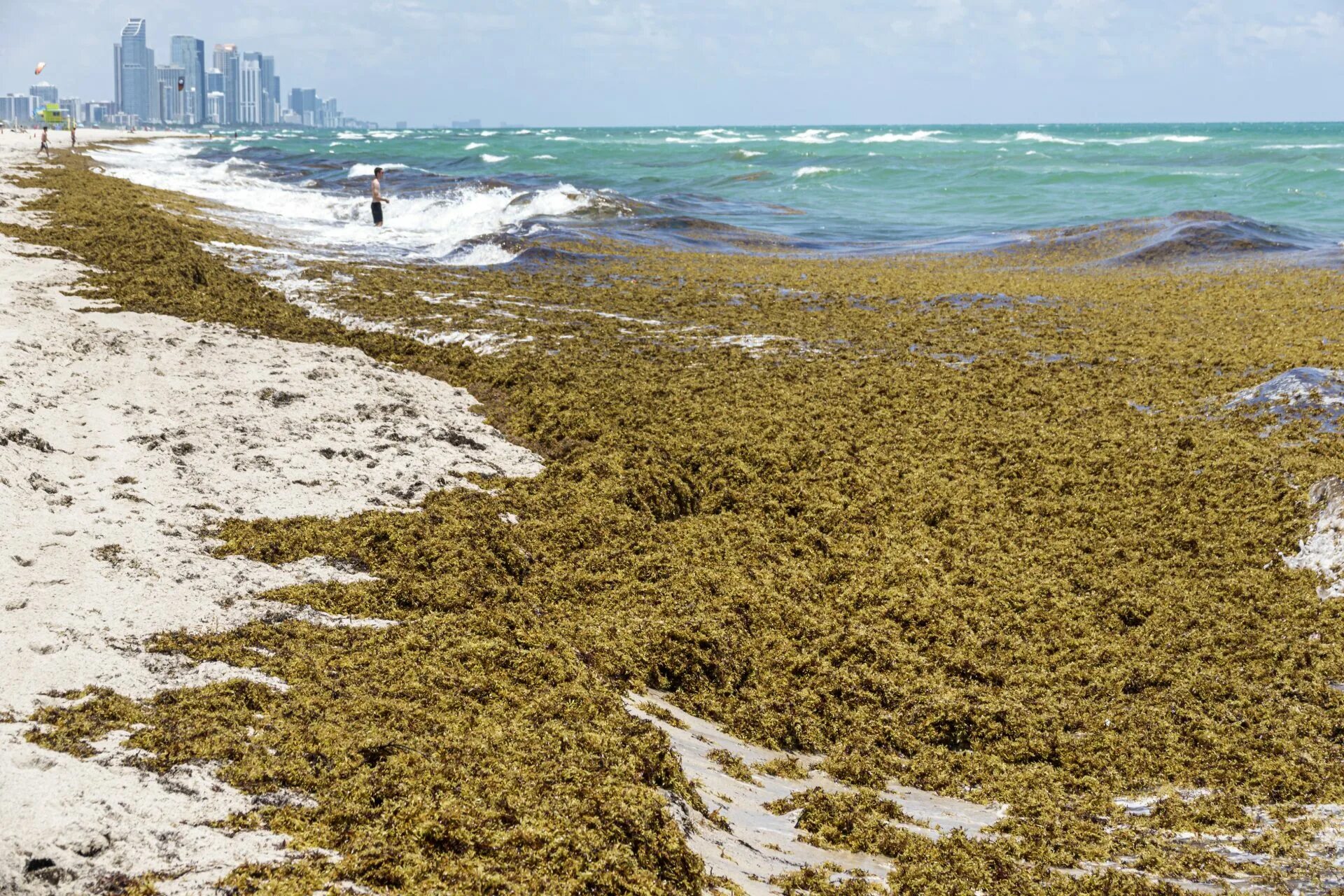 Запах водорослей. Саргассы. Саргассово море. Флорида пляж. Обитатели Саргассового моря.