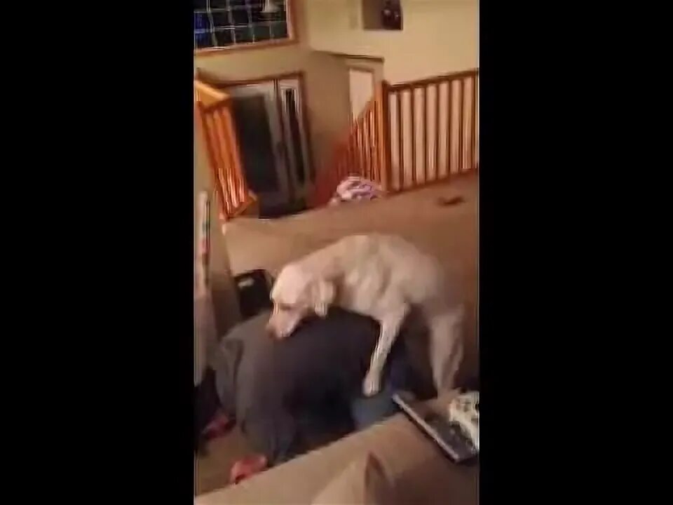 Dog hump. Dog humping girl гиф. Dog humping. Dog humping. Dog humping girl гиф.