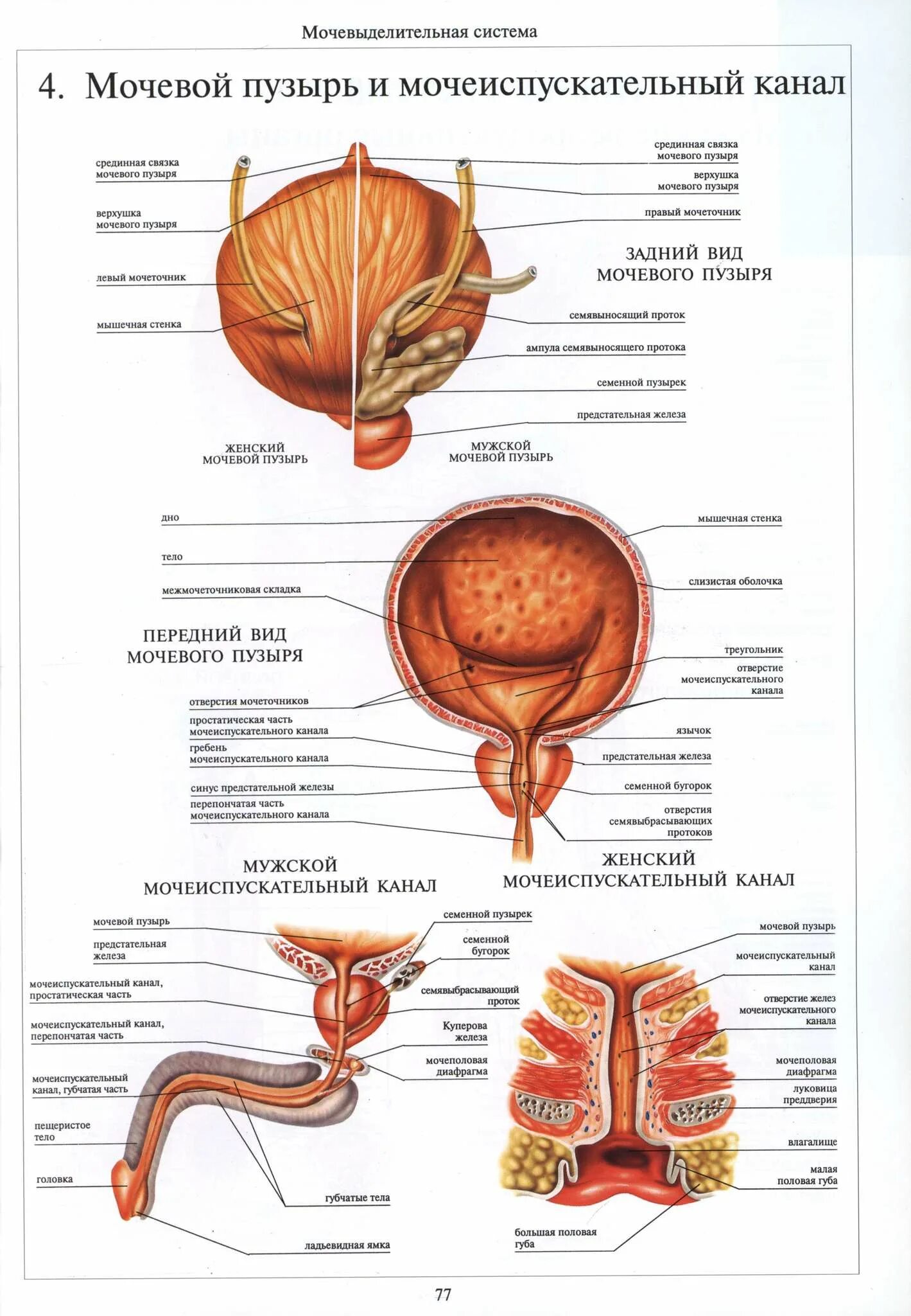 Особенности строения мочеиспускательного канала. Строение мочевого пузыря анатомия. Перепончатая часть мочеиспускательного канала анатомия. Строение мочевого пузыря латынь. Атлас анатомии человека мочевой пузырь у человека.