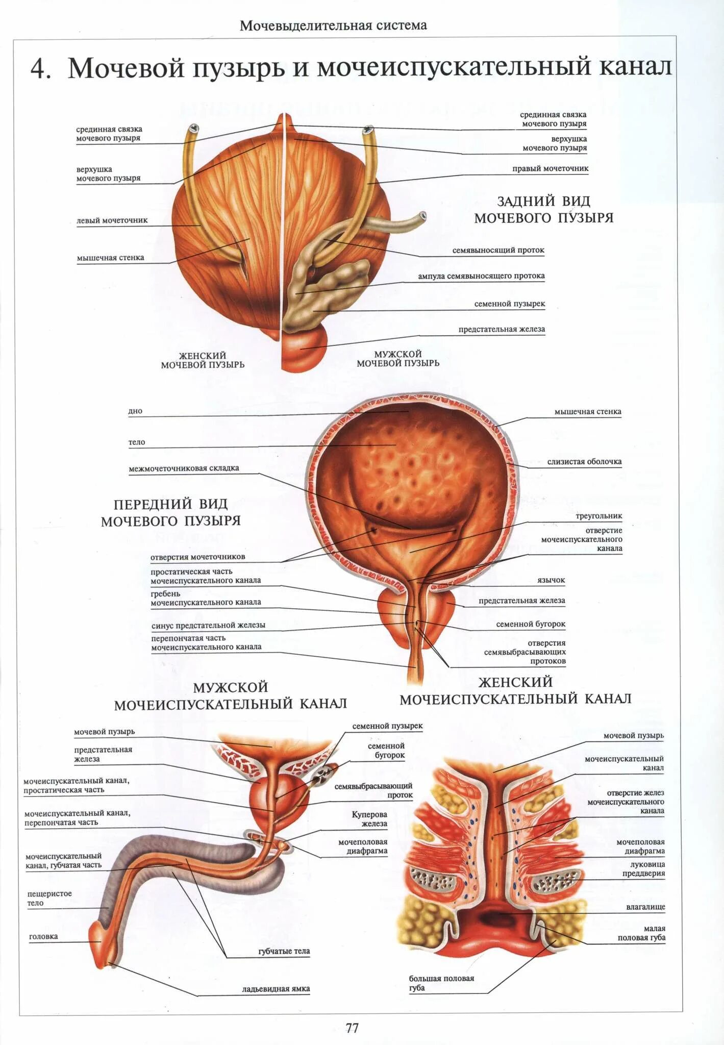 Строение мочевого пузыря мочеиспускательного канала. Строение мочевого пузыря анатомия. Перепончатая часть мочеиспускательного канала анатомия. Строение мочевого пузыря латынь. Атлас анатомии человека мочевой пузырь у человека.