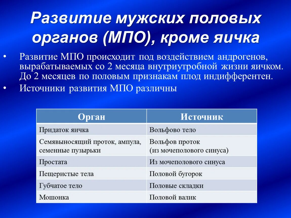 Мужская половая презентация. Развитие мужских половых органов. Стадии развития мужской половой системы. Источники развития органов мужской половой системы. Развитие органов.