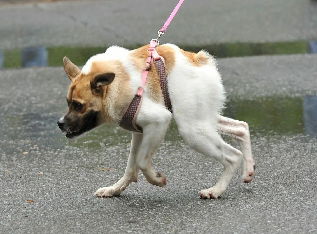 Горбатая чихуахуа. Сутулая овчарка квазимодо. Горбатая овчарка квазимодо. Горбатая собака. Немецкая овчарка квазимодо.