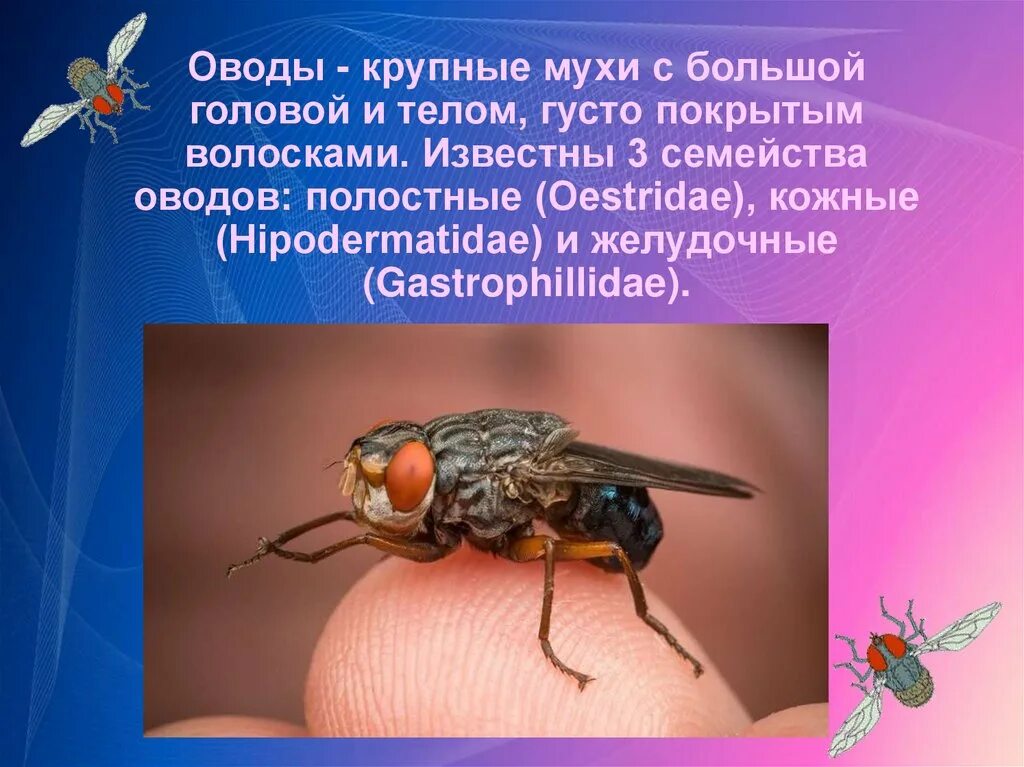 Овод Oestridae. Семейство оводы Oestridae. Муха Овод. Оводы медицинское значение.