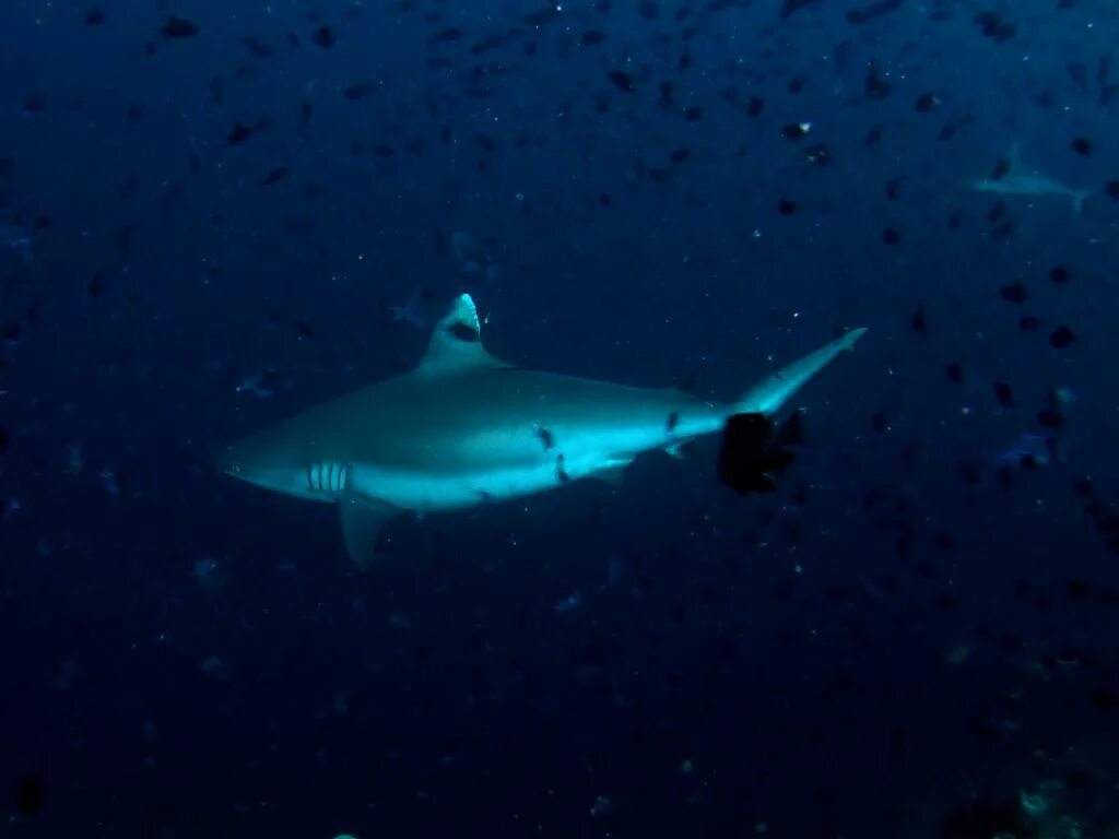 Белоперая рифовая акула. Рифовые акулы в Египте. Рифовая акула Шарм Эль Шейх. Белоперая рифовая акула Мальдивы.